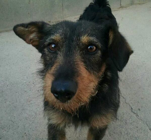 Protectarrega's tweet photo. Recuperado por si familia gracias al chip!! :D http://t.co/a6GY8fyjsp