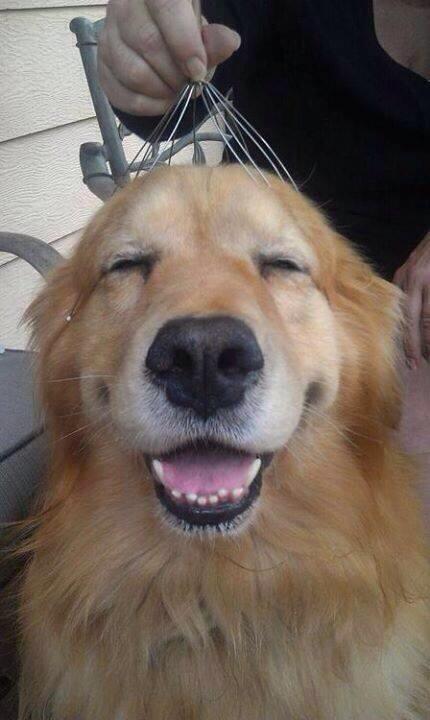 _Paisajes_'s tweet photo. Éste eres tú cuando te tocan el pelo. http://t.co/BBJMakz4sK