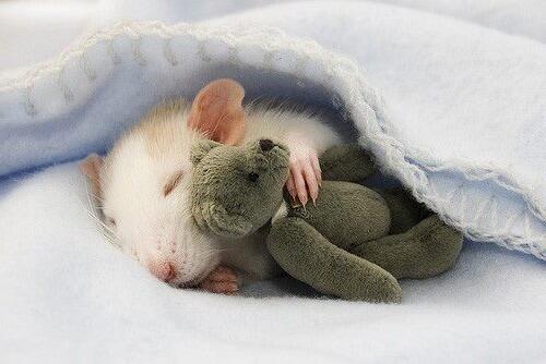 Softwick's tweet photo. Is it nap time yet? LOL (loves of love), Chad. http://t.co/rBvyDGmDVQ