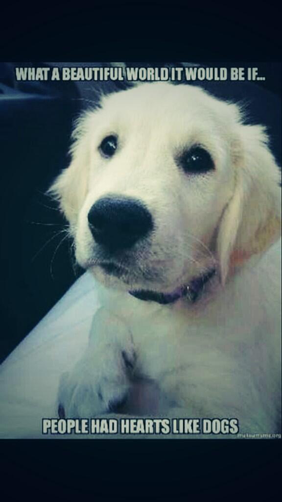 3rdEyeCrew's tweet image. So true, dogs love you unconditionally no matter your status or appearance... They aren't corrupted by our society