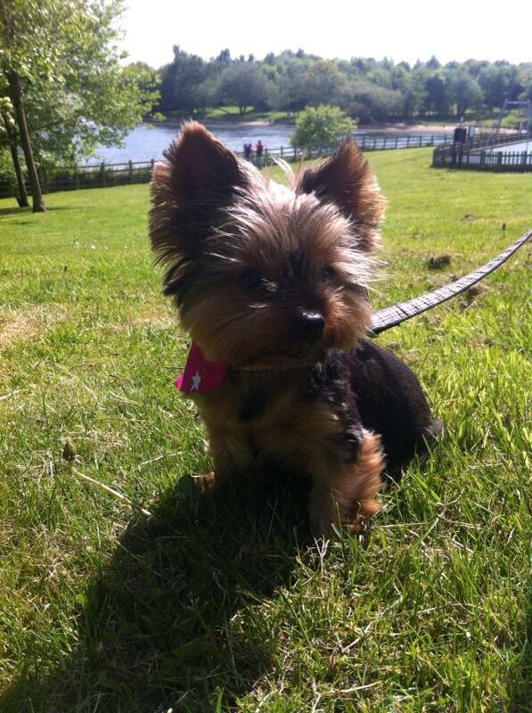 JemmaBell1's tweet photo. #Crufts lily may http://t.co/ZsI8NJIT7H
