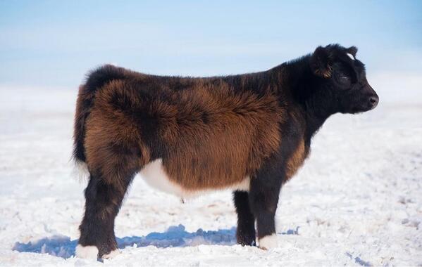 MAB that sells April 2 on <a href="/1stChoice_Sales/">First Choice</a>.  More pictures and videos to come in the next couple weeks.