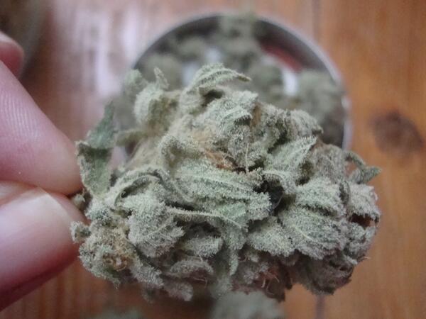 RVCPRO's tweet photo. Retweeted RainierValleyCanabis (@RVCPRO):

#Frostberry Available now #RVCPRO https://t.co/F5yYoUQBJE https://t.co/d2So0Z3sGP