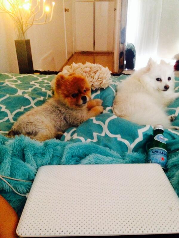 My study buddies. 🐶🐶 <a href="/raquelrischard/">raquel</a>