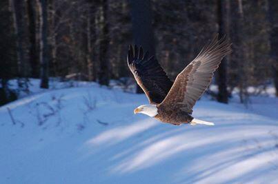 BoyerNurseries's tweet photo. “@DCNRnews: Bald eagles are starting to nest throughout Pa. http://t.co/zILj2jeRLL”. Have seen a few of these flying over our farm.