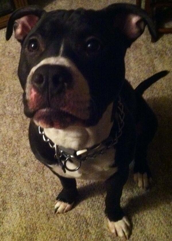 wangchambers's tweet image. My blue razor at 8 months