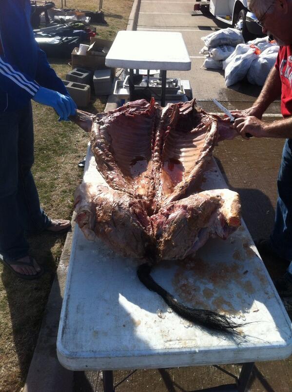 DallasGuardians's tweet photo. Oink!! #bacon #24hourtailgate http://t.co/nWyHUUEbn9