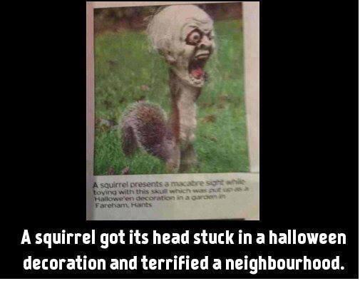 MyTruelad's tweet image. SquirrelLAD