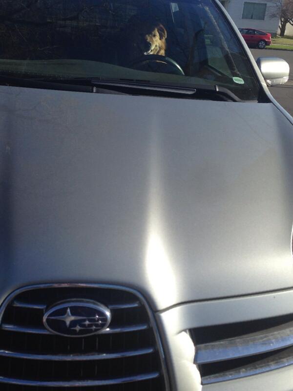 dohest's tweet photo. @subaru_usa Thanks for making a dog friendly car! http://t.co/akNXQhRjYH