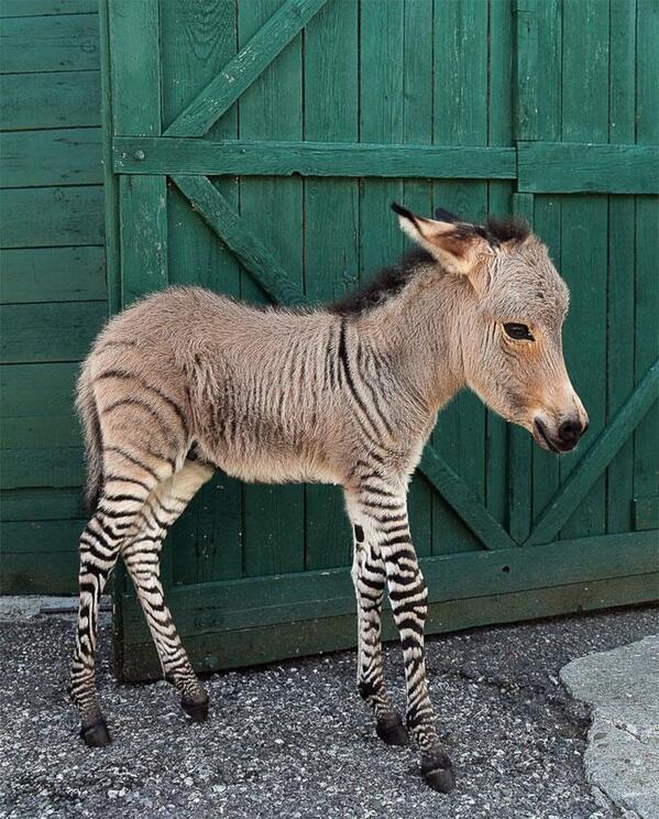 TheMindBlowing's tweet photo. Baby Zonkey: http://t.co/0ESV3m1tsC