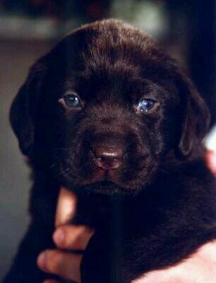 Labrador3482's tweet photo. @Labrador3482 Chient M.A.G.N.I.F.I.Q.U.E. *------* http://t.co/tadVFUFrQy
