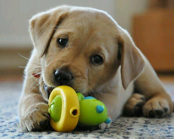 Labrador3482's tweet photo. @Labrador3482 Tros mimi *------* http://t.co/tdHPEMTahL