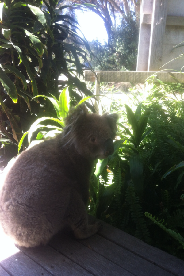 Koala paying a visit to our office.