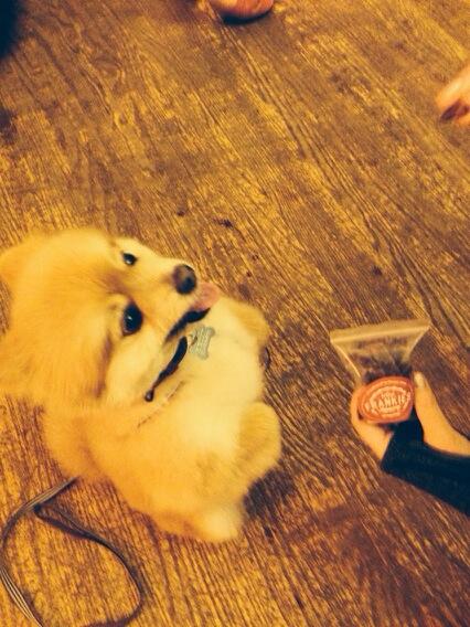 Frankiestreats's tweet photo. Biscuit at #DogGonebff http://t.co/m5EqhZVF4Q