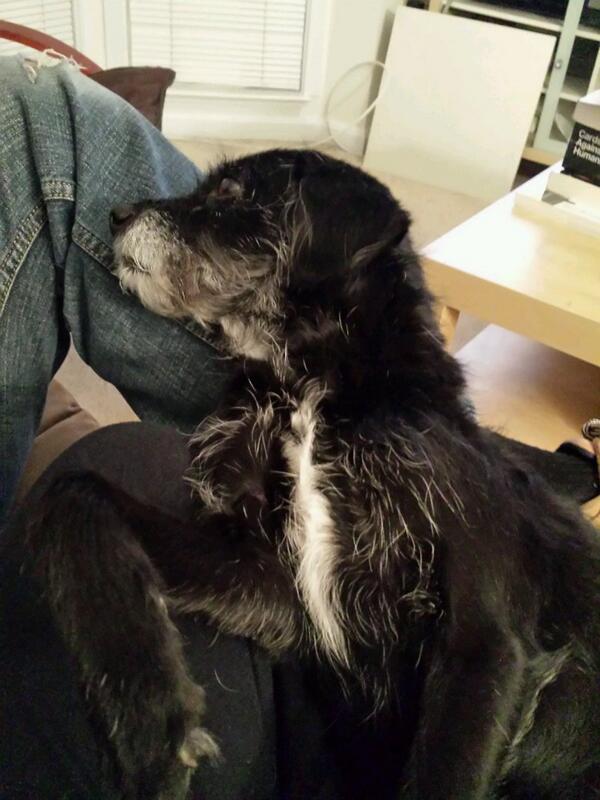 mamitch723's tweet photo. Three way Lucy cuddle! http://t.co/XQ7LfmXUh1