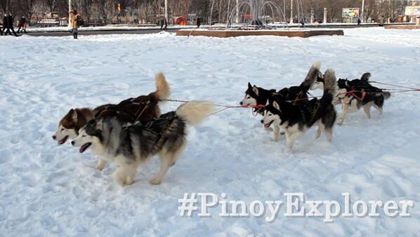 explorer_aga's tweet photo. Beautiful dogs! #PinoyExplorer http://t.co/bpfjyfyCsq