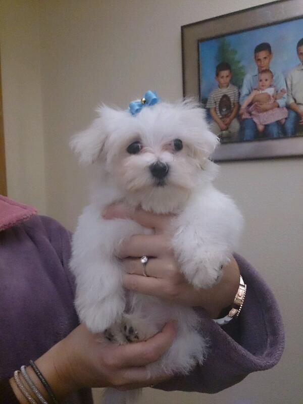 PedroAsensio96's tweet photo. Mi perro ha tenido dos cachorros y este no me lo puedo qedar, por cada RT q hagáis lo sortearemos #betelgeuseexpress2 http://t.co/LdRIYXfULB