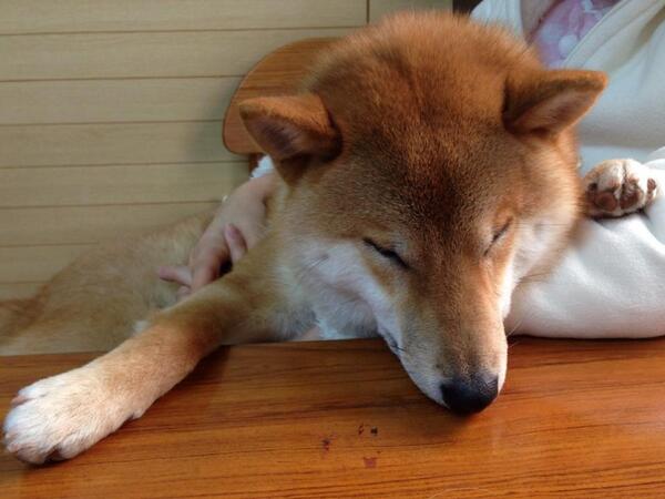 sibakkenn's tweet photo. むにゃむにゃ・・・　https://t.co/O7DTnYxJEq