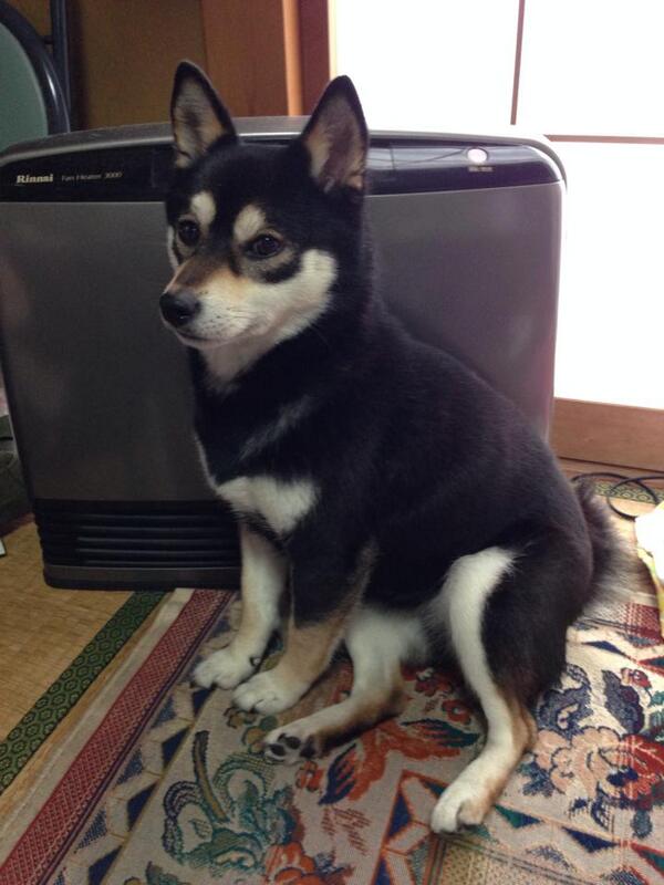 goro_5656's tweet photo. 最近、めっちゃハマってる"柴犬画像"アカウント。癒される〜

“@shibainu_loved: 場所取り中。。　http://t.co/DEiNTGt7pw #柴犬　#shiba #犬 #dog”
