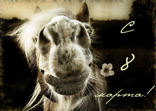 Butenko_Stable's tweet image. Милые девушки! От всей души поздравляем Вас с праздником. Вы делаете этот мир прекрасным! Будьте счастливыми)