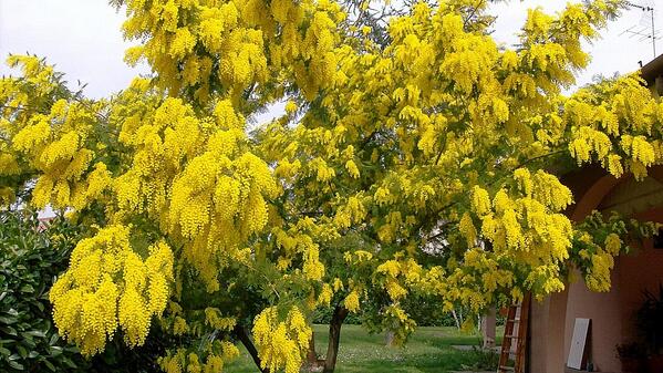 Logyc0's tweet photo. "@orkydea: auguri a tutte le donne ......

#amore #psicologia #BestMagicEver http://t.co/5wYi2hM870"

E lasciate i fiori sugli alberi.