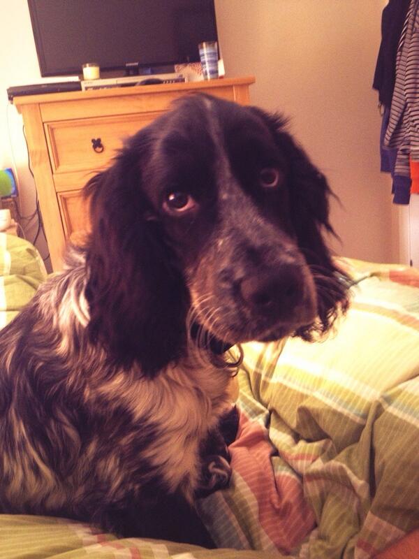Bevvly's tweet photo. #Morning #cockerspaniel #loves http://t.co/19YIngsQse