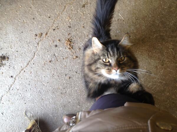 SH_Dressage's tweet photo. My cat wants a hug 💖 http://t.co/wfKtsuMO97