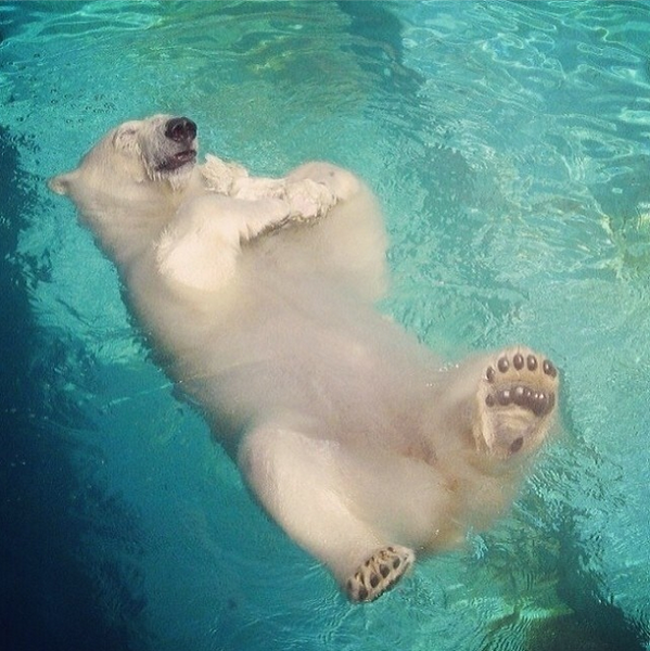 When polar bears are in a good mood, they like to float on the surface of water.