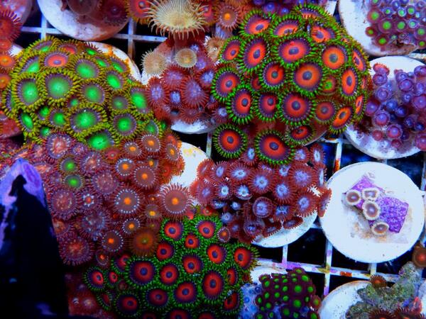 Coralgasm1's tweet image. Sipping some coffee and looking at my garden.  Just think it could be yours to!!! Just go to CORALGASM.com