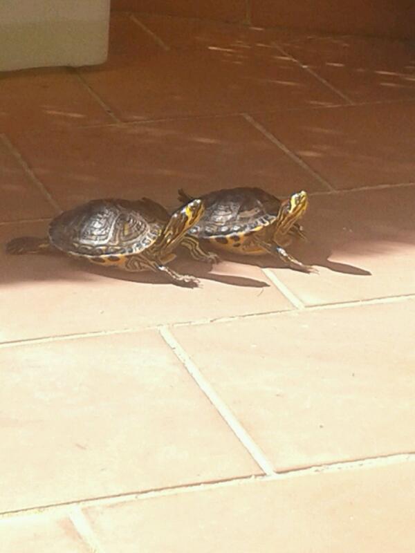 MariCros03's tweet photo. Que mamonas ellas tomando el sol y yo estudiando😡😤😡 http://t.co/Lx7yT10EnH