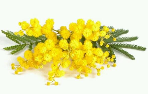 scuolanormale's tweet photo. "...ma a me doleva ultimo sorriso
di fresca donna riversa in mezzo ai fiori" (Salvatore Quasimodo) http://t.co/ijG0IBdsHE