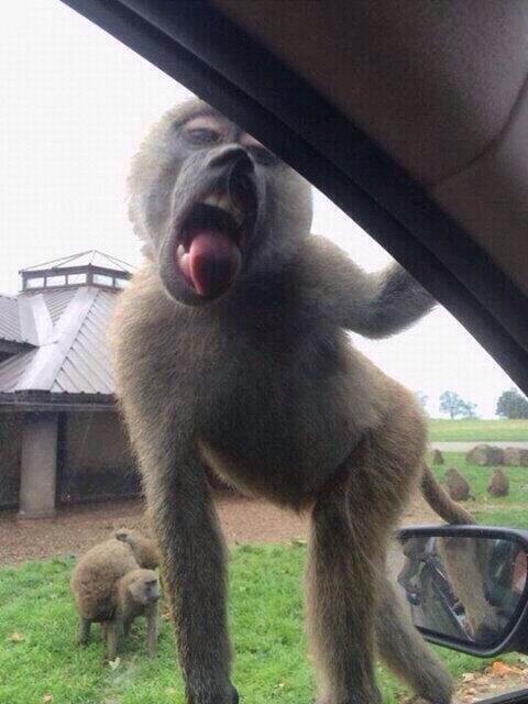 funnyorfact's tweet image. Miley cyrus recently spotted at a safari park: