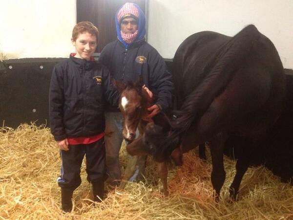 misteregan's tweet photo. Frankel colt foal out of group1 winning lahaleeb http://t.co/FLO66F07ij