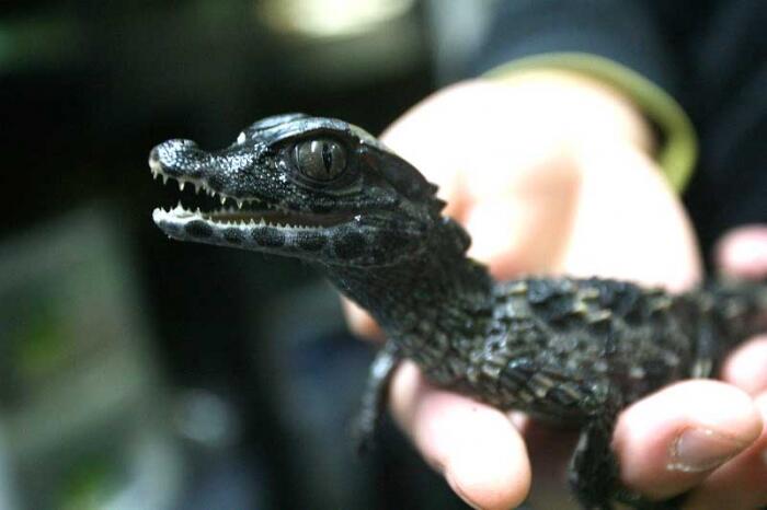 Big In シュナイダームカシカイマンベビー ワニの中では小型で飼育が現実的な種であります 当店にて販売中です 注 ブラジルカイマンは特定動物です 飼育には許可が必要となります Http T Co Iyakfztjv1 Twitter