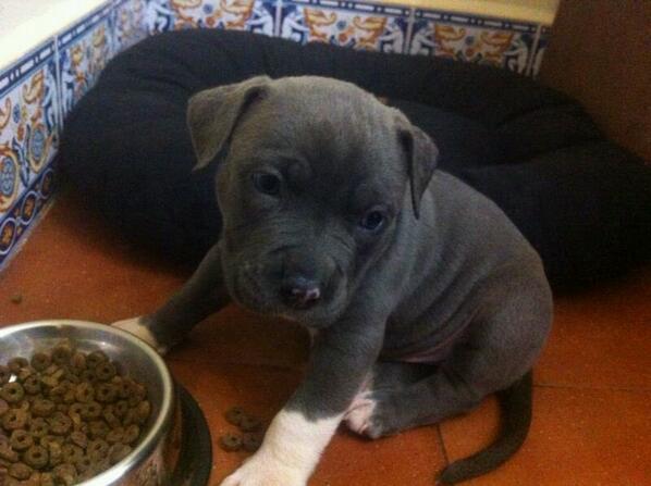 santicarrio's tweet photo. Ara un ratet  d siesta en el meu  gordinflón!! http://t.co/6fy99eL4U6