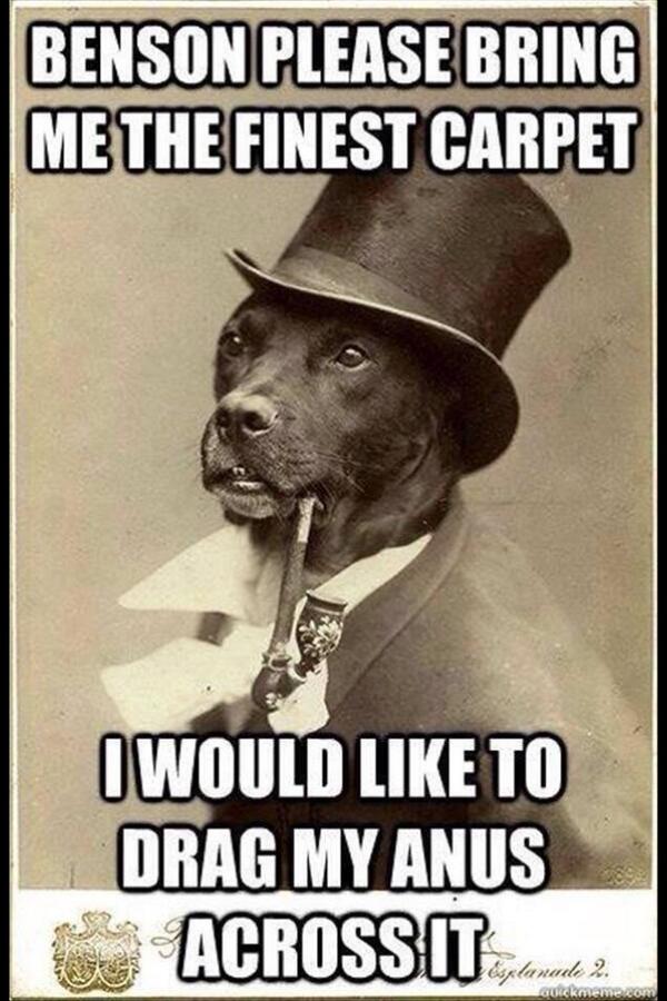 MrDDyer's tweet photo. Now that my friends is a dog with manners..... http://t.co/2vC3EgUqNG
