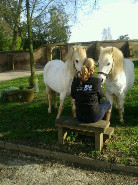 Scurry Driving King &amp; Queen Equilibra Lady &amp; The Tramp enjoying retirement. <a href="/osbornescurry/">Osborne Scurry Group</a>