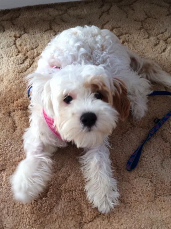 Steve the Dentist tweet media