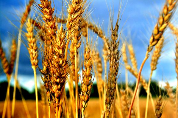 COGOBEER's tweet photo. #COGOBEER Most natural ingredients and brewing methods from Southern Italy promise good health. #IESEGsmm http://t.co/h2GqWdTs0o