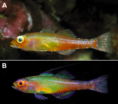 pewenvironment's tweet photo. New rainbow-hued fish species found in Indonesia by @ConservationOrg advisor &amp; Pew marine fellow http://t.co/HkLKCUbQZW