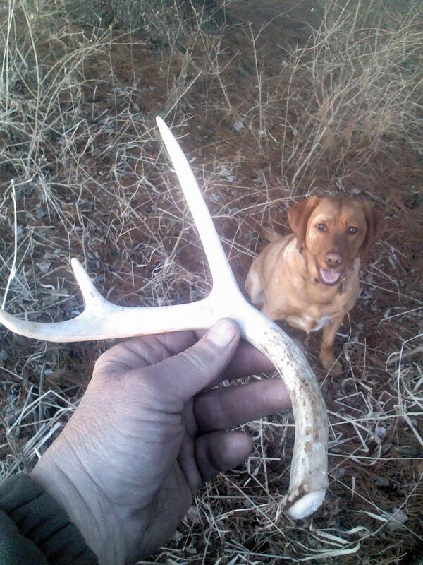 JBartholomew00's tweet photo. If we can find the little ones we can certainly find the big ones!! #shedhunting http://t.co/lDiO0cNxA3