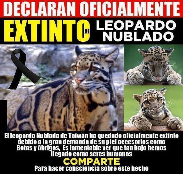 DeboSuponerQue's tweet image. Lo haz conseguido, oficialmente extinto. Ahora besar vuestras botas y abrigos con mucho gusto.