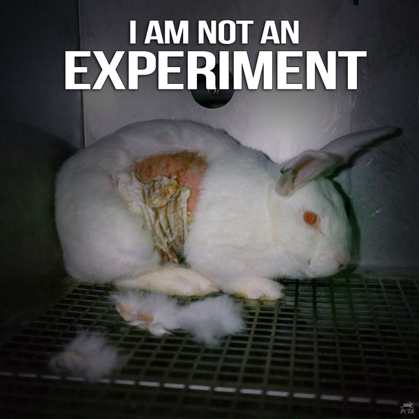 PETA on Twitter: PETA on Twitter: