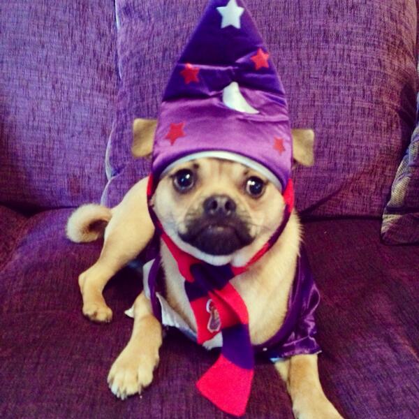 robjpowell's tweet photo. Kev's getting ready for tonight's toy dog category by dressing up as his favourite movie character. #crufts #chug http://t.co/McOBcBFgKV