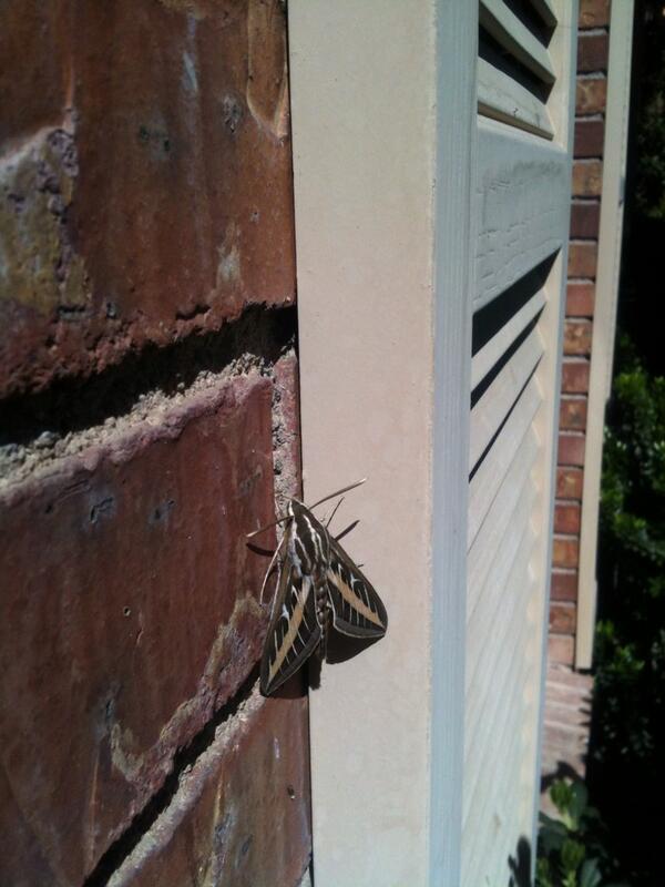 controlthebugs's tweet photo. Name this moth, popular in Vegas. Here is the answer key:
http://t.co/VKtRMX2TGi http://t.co/MamJ0aQgme