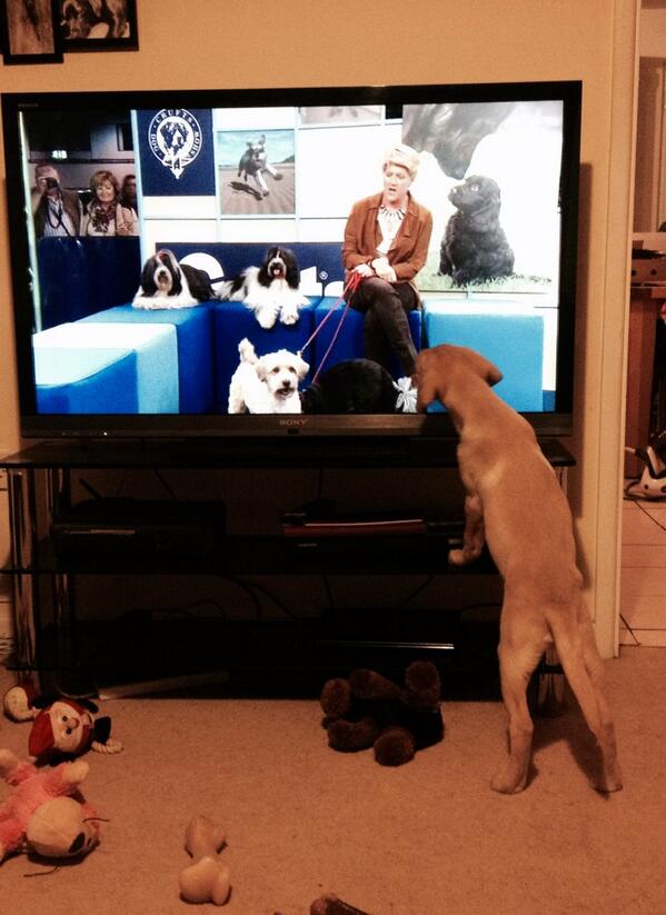 Jenni_Tomkinson's tweet photo. Our lab puppy Hugo is loving #Crufts this evening! http://t.co/mqle19VbdS