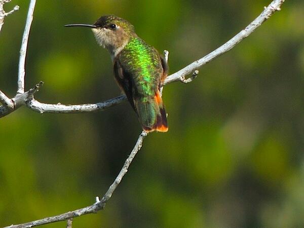 bhresort's tweet photo. Plan your day trip to Middle Caicos, the wildlife is magical! #BlueHorizonResort #BahamaWoodstar #Birdwatching http://t.co/DsPAUDfir6