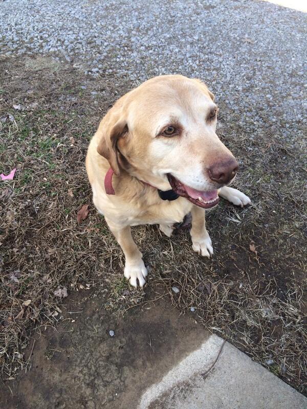 john_swygert's tweet photo. Afternoon inspection companion. Good boy!!! http://t.co/eZasrNHfR4