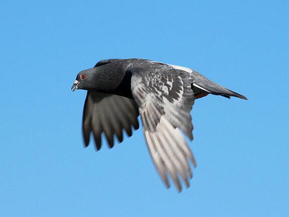 13point7billion's tweet photo. How #pigeons may smell their way home http://t.co/94LXQPQoGD #pigeon #bird #biologicalnavigation http://t.co/pT54njxXPm