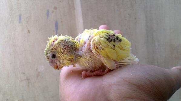 This little feathery bish bit my finger @tommostagrambu